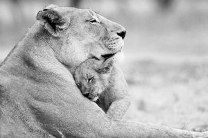 Lioness-cub's emotion of love